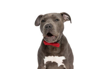 lazy american staffordshire terrier dog with bowtie panting