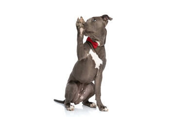 funny american staffordshire terrier dog with red bowtie