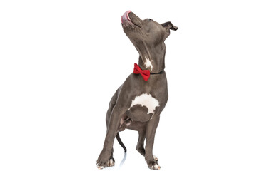 curious amstaff dog with red bowtie looking up and licking nose