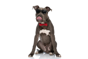 cool american staffordshire terrier licking nose and wearing sunglasses and bowtie