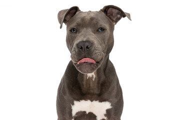 beautiful american staffordshire terrier dog with tongue out