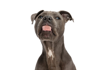 portrait of sweet american staffordshire terrier dog sticking out tongue