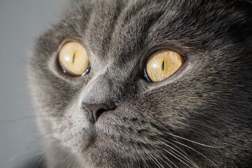 Cat / Katze