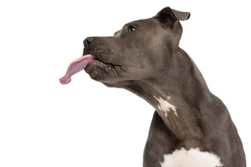 side view of cute amstaff puppy sticking out tongue and looking to side