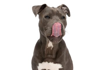 cute american staffordshire terrier dog looking away and licking nose