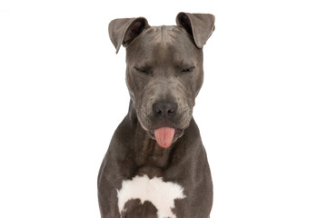 cute american staffordshire terrier puppy sticking out tongue