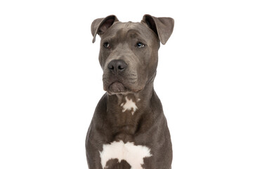 adorable american staffordshire terrier dog looking away
