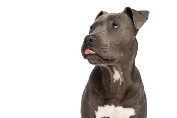 beautiful american staffordshire terrier pup with tongue out looking up