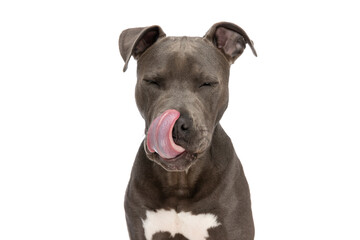 adorable amstaff puppy with tongue exposed licking nose