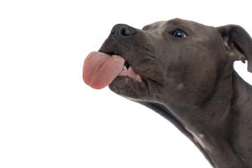 hungry amstaff puppy with tongue out licking transparent glass