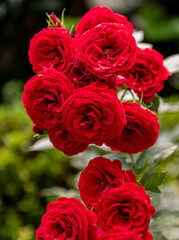 Flores rojas de jardin 