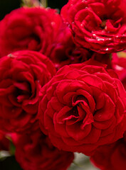 Flores rojas de jardin 