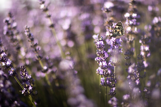 Purple lavender in sun down 
