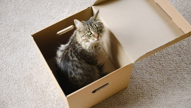 Cute grey tabby cat in cardboard box on floor at home. Cat looks out the slit cardboard box. Cat inside removal box