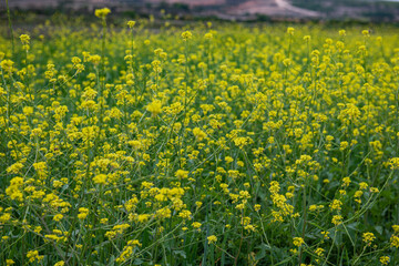 Fototapeta premium Campo de flores amarillas