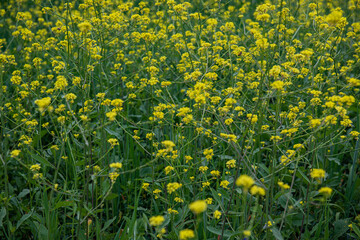 Campo de flores amarillas