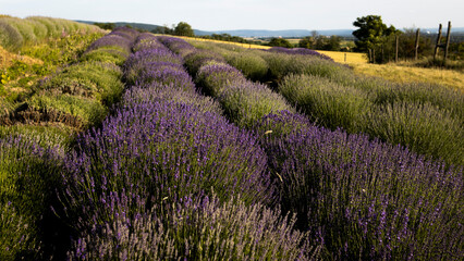 Purple lavender in sun down 
