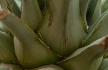 Agave para destilar mezcal y tequila