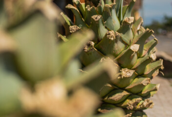 Agave para destilar mezcal y tequila