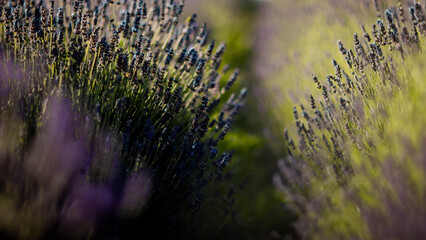 Purple lavender in sun down 