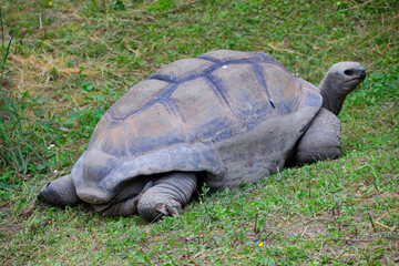  Galapagos-Riesenschildkröten (Chelonoidis niger-Artenkomplex) 