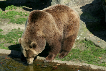 Europäische Braunbär oder Eurasische Braunbär (Ursus arctos arctos) 