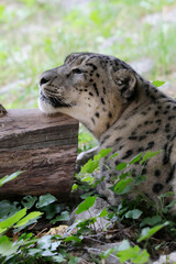 Obraz premium Schneeleopard, Irbis oder Unze (Panthera uncia) Raubtier, zentralasiatisches Hochgebirge