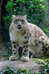 Schneeleopard, Irbis oder Unze (Panthera uncia) Raubtier, zentralasiatisches Hochgebirge