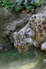 Schneeleopard, Irbis oder Unze (Panthera uncia) Raubtier, zentralasiatisches Hochgebirge