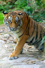 Tiger (Panthera tigris) Jungtier