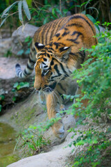 Tiger (Panthera tigris) Jungtier