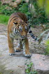 Tiger (Panthera tigris) Jungtier
