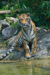 Fototapeta na wymiar Tiger (Panthera tigris) am Wasser 