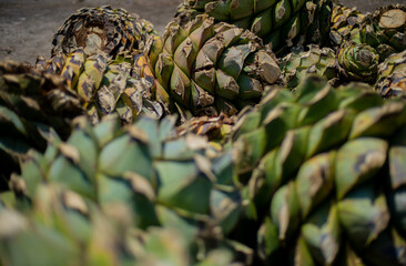 Agave para destilar mezcal y tequila