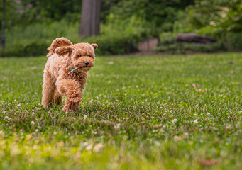 Perro Labradoodle en el parque