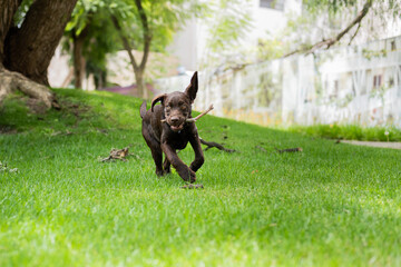 Perro jugando con rama