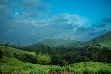 forest in the mountains