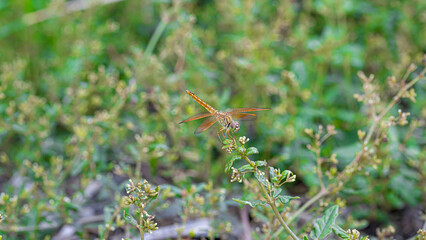 dragonfly on grass