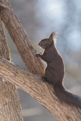 eichhörnchen, tier, nager, hübsch, wild lebende tiere, 