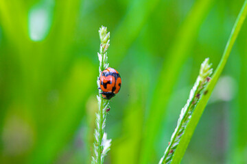 ladybug on grass