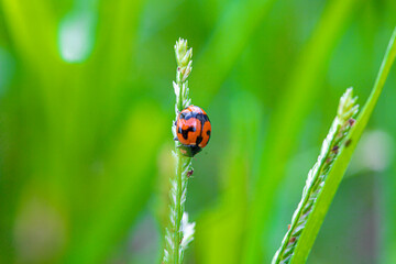 ladybug on grass