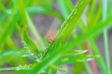 grass with dew drops