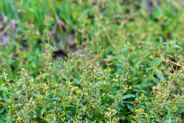 green grass background