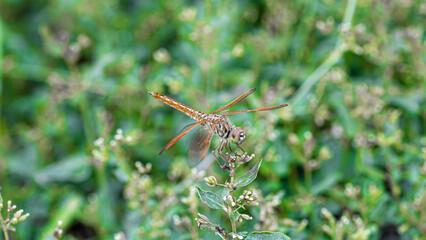 dragonfly on the grass