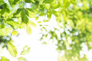 Fototapeta na wymiar Upward glance to sun rays shines through forest trees. Scattered sunlight that filters through green elm leaves. Sunny summer nature background with sunshine radiant bokeh. Japanese Komorebi concept