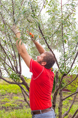 The gardener saws off the branches of a tree to form a crown. Pruning and caring for trees in the garden - obrazy, fototapety, plakaty