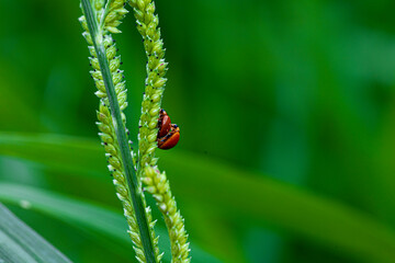 ladybird on a leaf