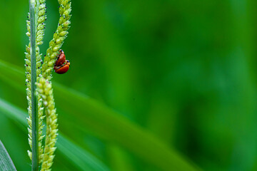 ladybug on green leaf