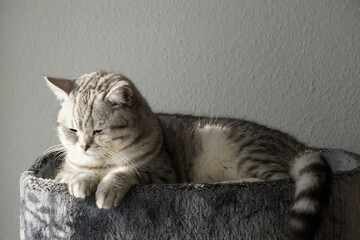 Cat / Katze