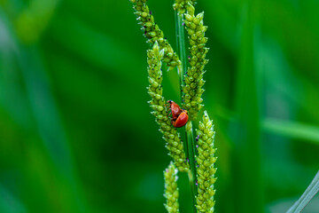 close up of wheat ears